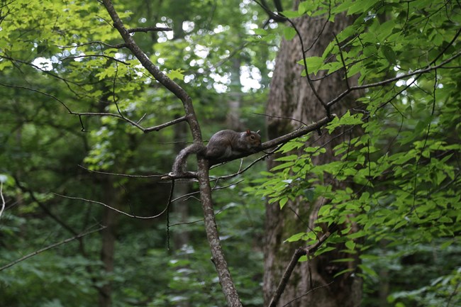 A squirrel in a tress