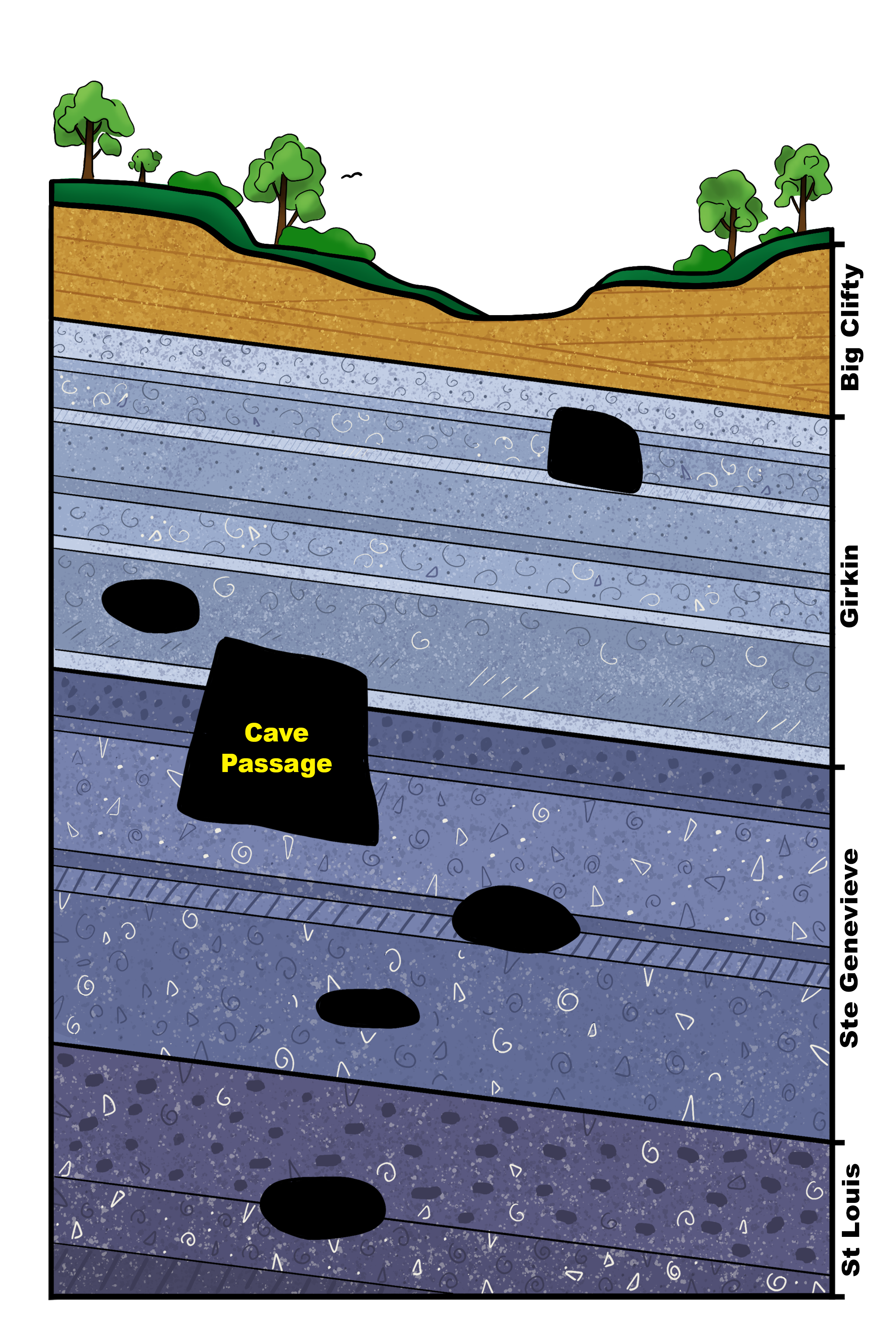 A graphic showing layers of rock in the park. Soil and trees are shown at the top of the rock layers and dark cave passages are scattered throughout.