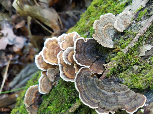 A brown and white fan like shelf mushroom on a tree