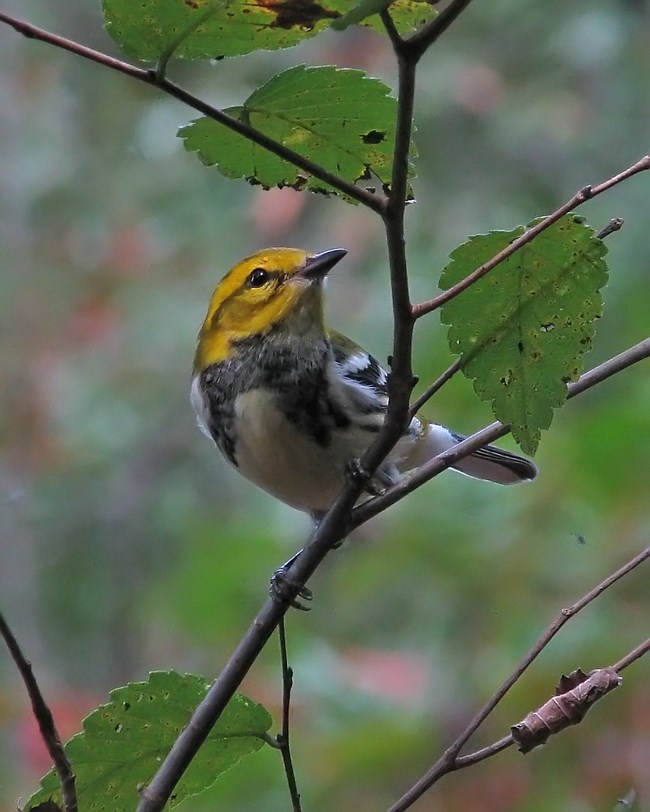 Black-throated green warbler