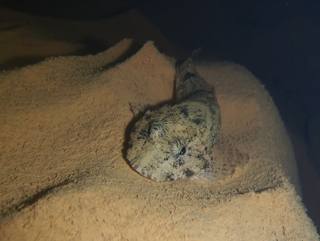 a small fish with big eyes that blends into the surroundings.