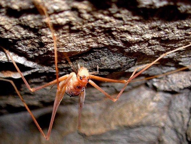 Maine is home to hundreds of spider species. Here's a guide.