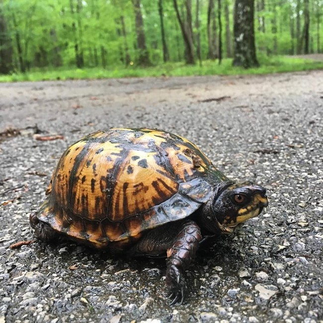 A turtle crossing a road