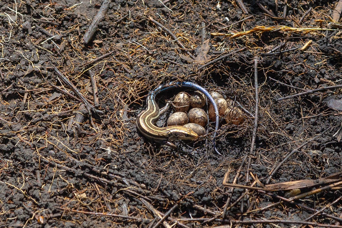 A lizard like reptile around a pile of eggs