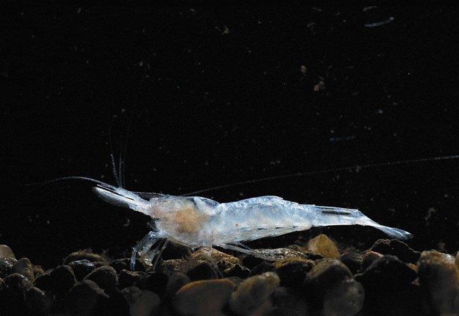 a small translucent shrimp