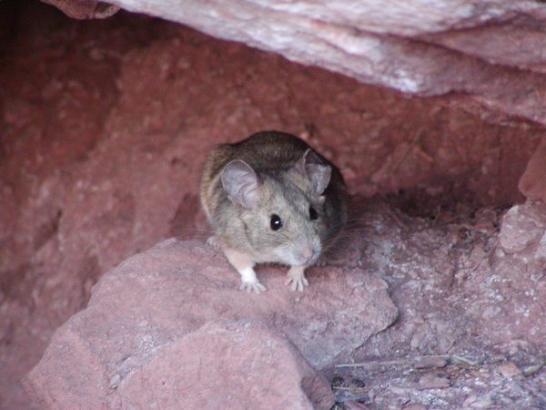 Allegheny woodrat