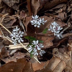 A cluster of small white flowers.