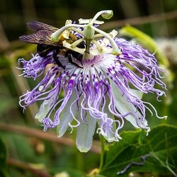 A bee sitting on a large purple flower