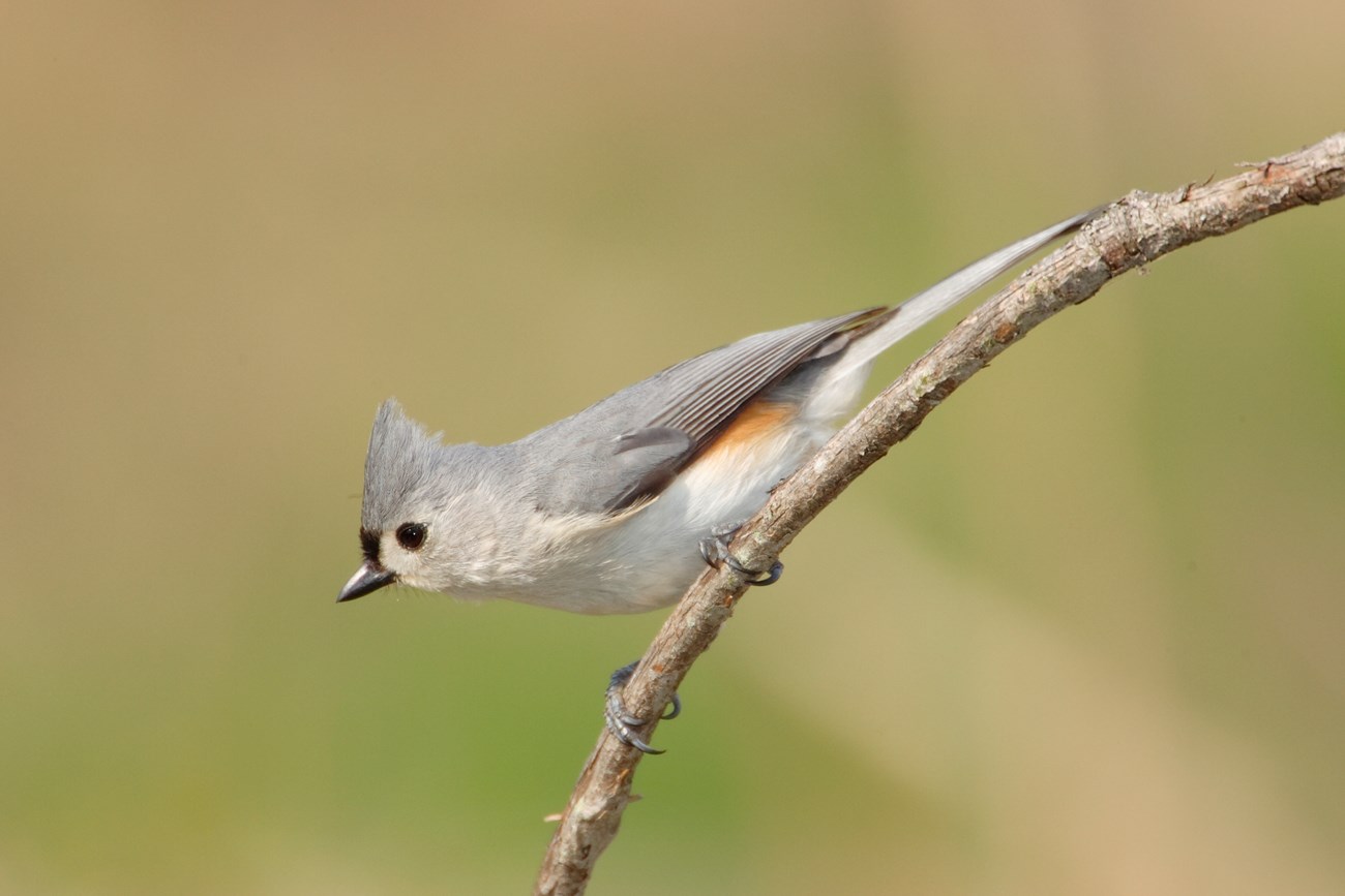A small tan bird sitting on a branch