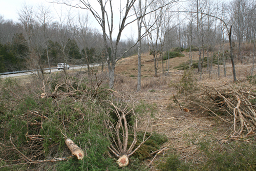 Cut cedar trees lay in piles where a barrens, or prairie, is being restored at Mammoth Cave NP.