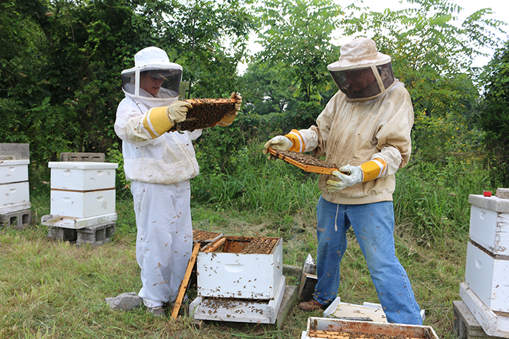 beekeepers at hives