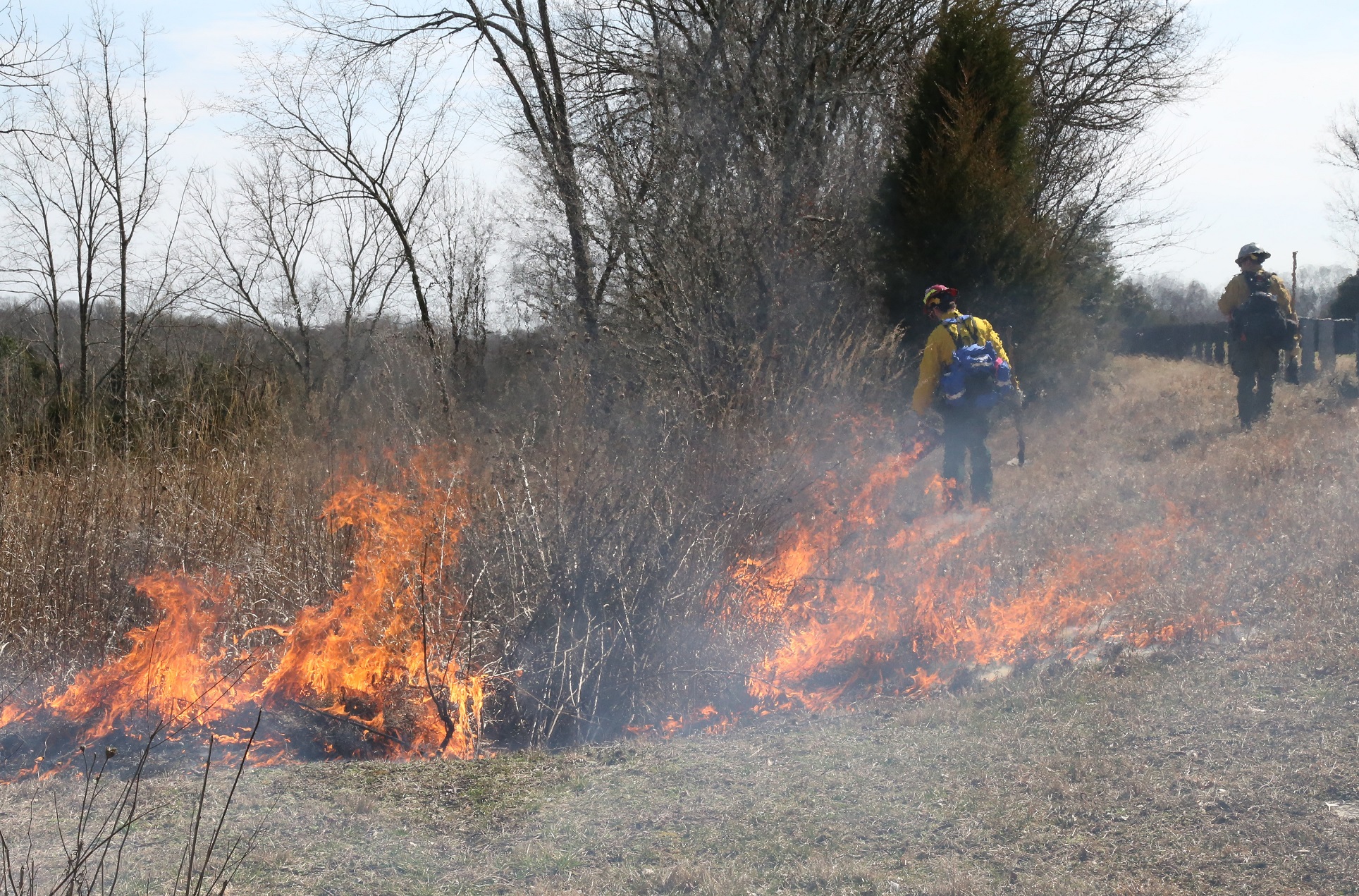 A person in a yellow shirt fire protective gear walks on the edge of a tall grass field dripping orange fire from a torch to the ground while orange flames burn behind him.
