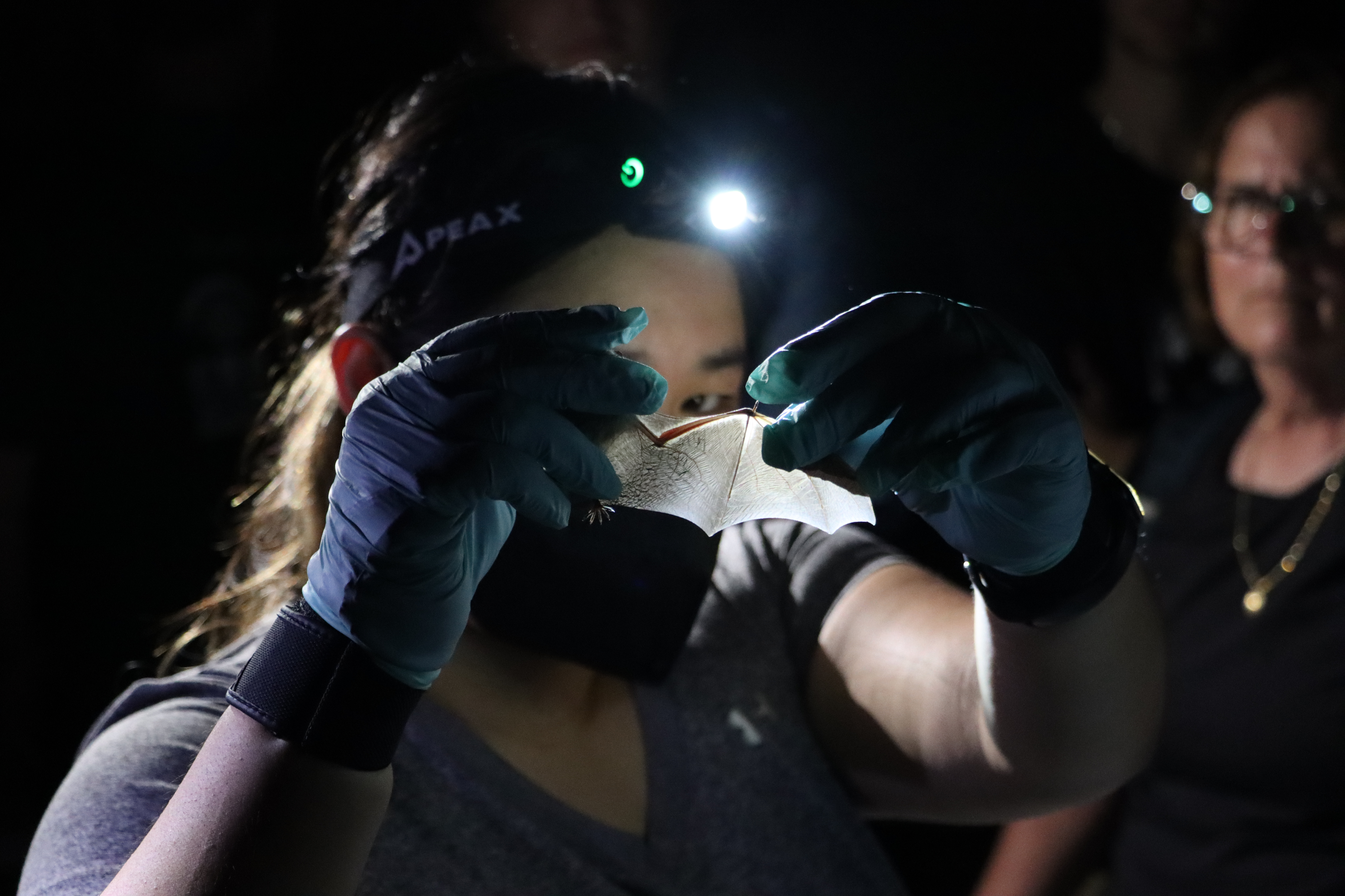 A person with protective gloves holds a small bat while a crowd of people watch.