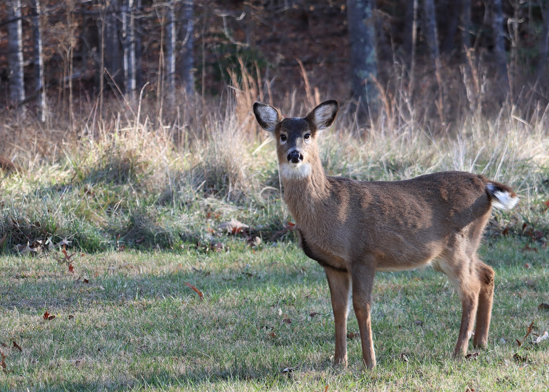 A single brown deer stands in a grassy clearing next to a forest.