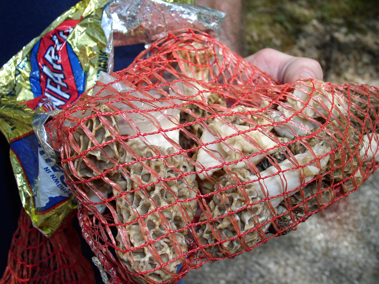 Mesh bags are needed to collect mushrooms at Mammoth Cave NP.