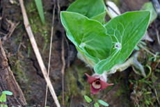wild ginger
