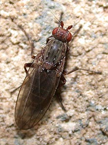 Heliomyzid cave fly  ©Rick Olson