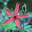 Fire pink