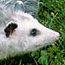 Opossum