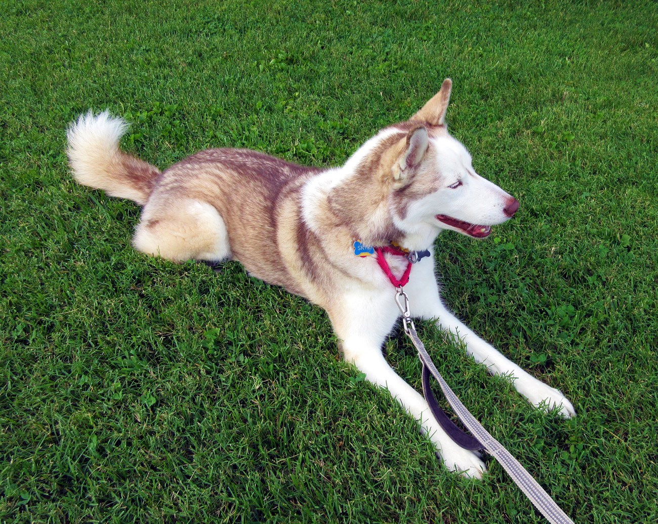 Dog laying in the grass.