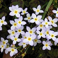 Wildflower - Bluets - Houstonia caeruea Wildflower - Bluets - Houstonia caeruea