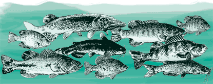 Fishes of Green and Nolin Rivers Fishes of Green and Nolin Rivers