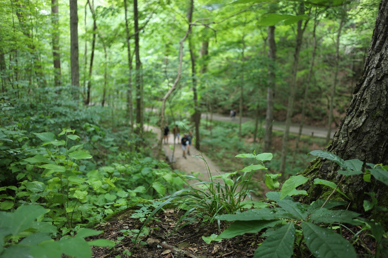 A close up photo of green foliage with a hiking trail in the background.