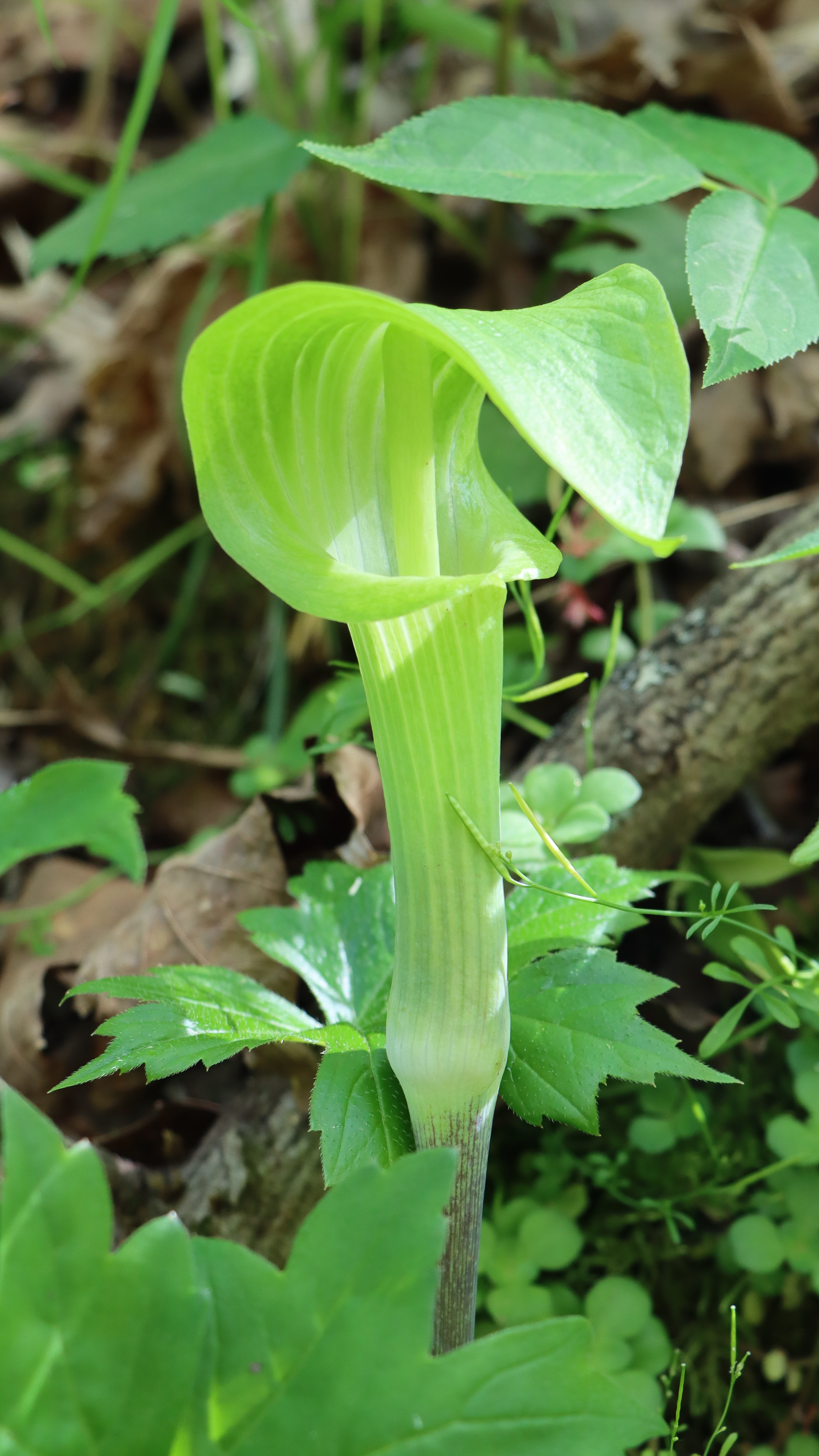 Jack-in-the-Pulpit_3.JPG?maxwidth\u003d650\u0026autorotate\u003dfalse