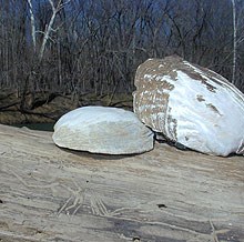 Mussel shells Mussel shells