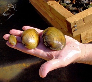 Mussels