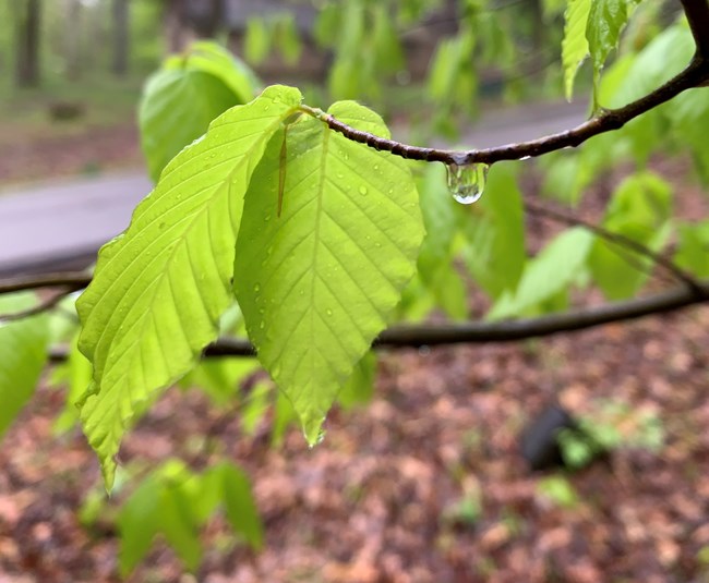 Raindrop on Leaf