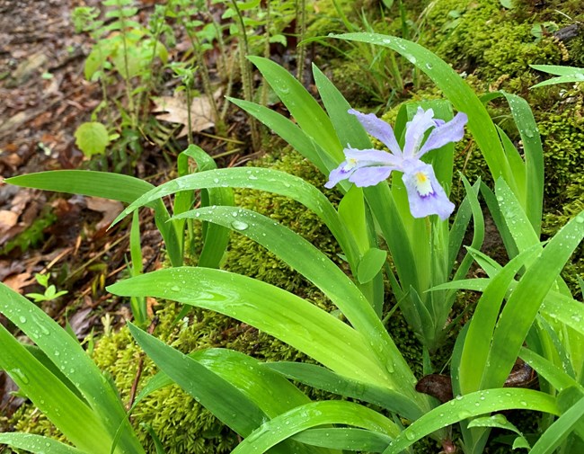 A wildflower with green leaves covered in raindrops