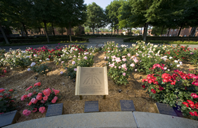 Martin Luther King, Jr. "I Have a Dream" International World Peace Rose Garden