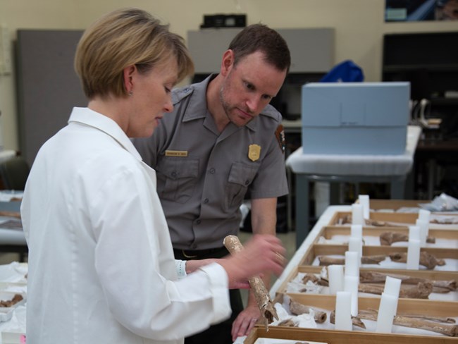 A female scientist and male park ranger examine a bone in a laboratory