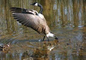 Canada goose taking off Canada goose taking off