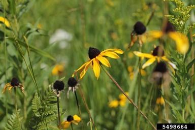 Black-eyed susan