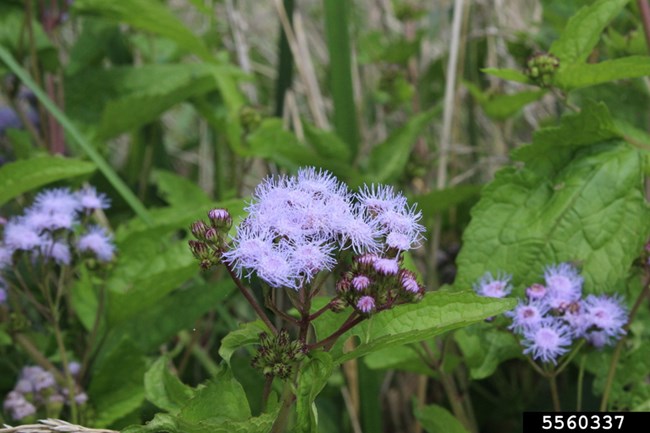 Blue Mistflower