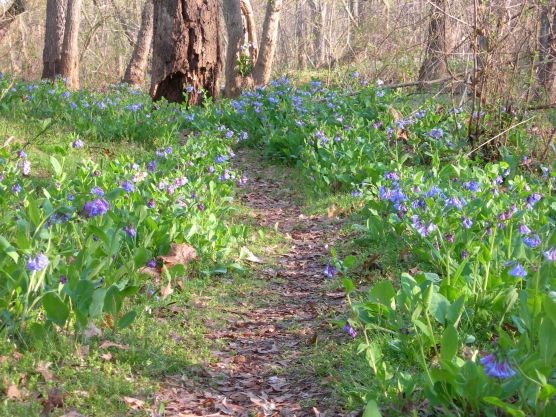 Bluebells Manassas National Battlefield Park U S National Park Service