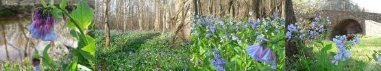 Bluebells Bluebells