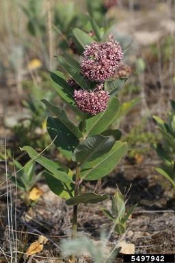 CommonMilkweed