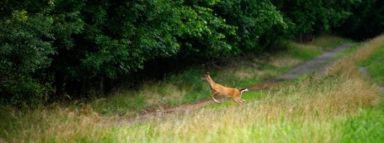 White-Tailed Deer bounding through grass in a field.