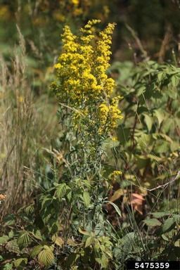 Goldenrod