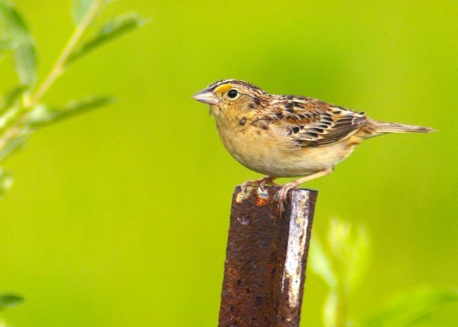 A grasshopper sparrow perches on a post.