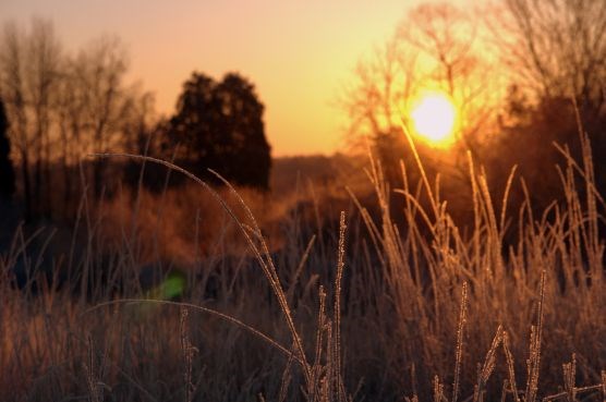 Grasses