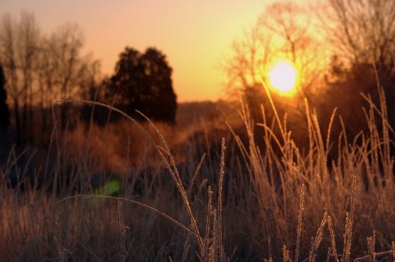 A rising sun backlights blades of grass and sparse trees.