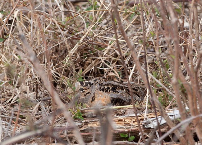 A woodcock lays low among tall grass, its mottled camouflage making it nearly invisible.