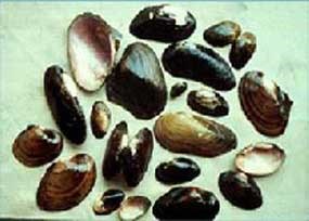 Fresh water mollusks Fresh water mollusks