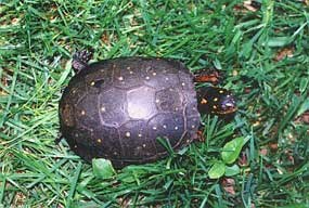 Spotted Turtle