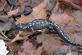 Spotted Salamander