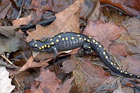 Spotted Salamander Spotted Salamander